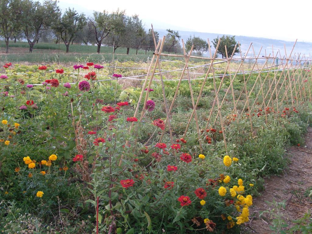 Agriturismo Papageno 리냐노술라르노 외부 사진